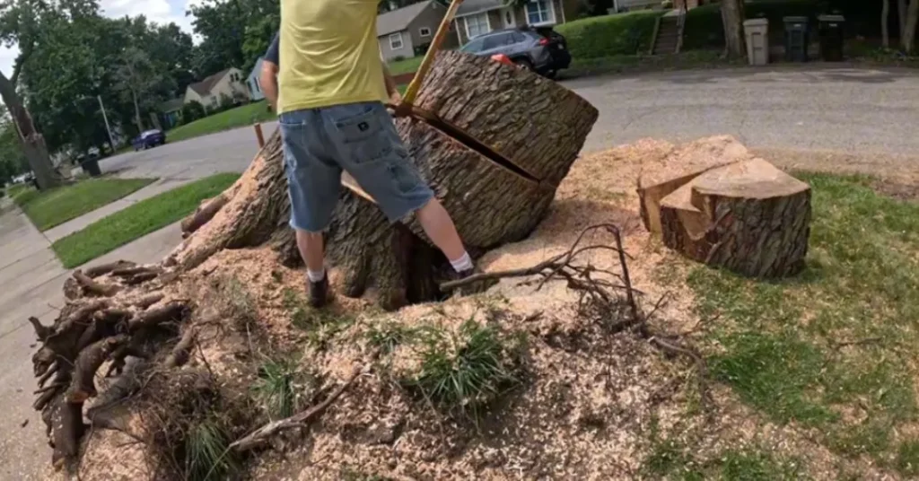 Palm Bay Tree Service 12 Tree Removal Service Palm Bay