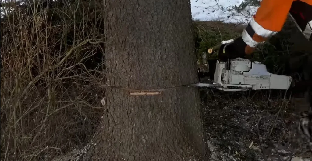 Tree Cutting Service Palm Bay