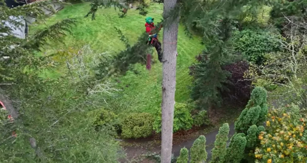 Tree Trimming