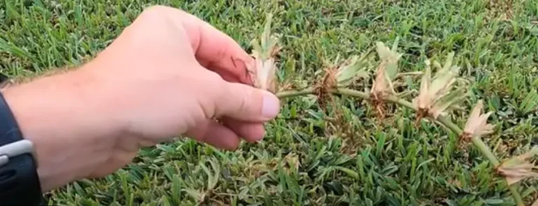 Stenotaphrum Secundatum (Walter) Kuntze (The Resilient St. Augustine Grass) 1 St Augustine Grass Palm Bay